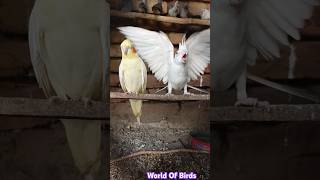 Cockatiel Parrot  Birds Sounds Video birdsounds shorts worldofbirds [upl. by Enair333]