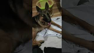 Chehra masoom jeha ni tereDil ‘ch shaitani jimmy new funny dog trending shorts video [upl. by Anitsuga]