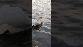 Linlithgow Swan 26th October 2024 shorts shortswithcamilla [upl. by Hogue]