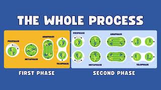 what is meiosis  what is meiosis cell division  Understanding Meiosis Cell Division Explained [upl. by Adnolahs327]