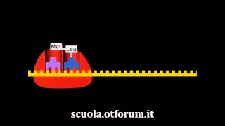 Biochimica  La sintesi delle proteine [upl. by Nonad387]