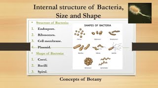 Internal structure of Bacteria Size and Shape of BacteriaHindiUrdu Microbiology Botany [upl. by Lizabeth]