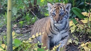 Tiger cubs explore outside for the first time [upl. by Atnek785]