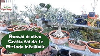 Olivo Bonsai GRATIS METODO INFALLIBILE [upl. by Cost]