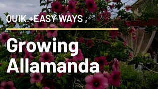 Easiest methods of growing Allamanda from cuttings  Plant care tips amp Allamanda plant pruning etc [upl. by Asilrak]