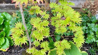 One Month After Transplant Full Moon Maples quotAutumn Moonquot4K August 2024 [upl. by Placidia]