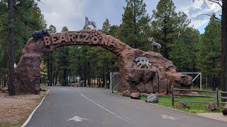 Bearizona  Drivethru Wildlife Park  Bears  Wolves  Bison  Williams Arizona [upl. by Euh]