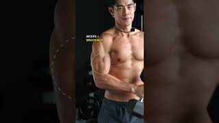 Biceps Triceps Shoulders Abs Tips [upl. by Dleifxam]