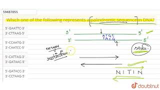 Which one of the following represents a palindromic sequence in DNA  12  BIOTECHNOLOGY  PRIN [upl. by Pejsach420]