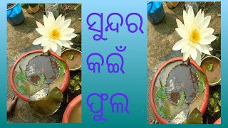 beautiful waterlily flowers plants desi indian home gardeningdecorationtips shortsvideo [upl. by Ettenig]