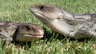 Tiliqua Nigrolutea  Blotched bluetongue Lowland Morph [upl. by Rosalyn]