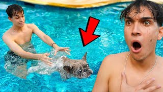 Our Dog Almost Drowned [upl. by Lovett820]