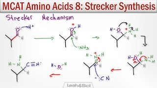 Strecker Synthesis of Alpha Amino Acids [upl. by Enelrae471]