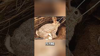 mother rabbit protecting her babies from an eagle [upl. by Sible]