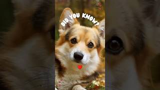 Did you know quotThis unique Corgi feature is taking Over social mediaquot– Here’s Why [upl. by Natica]