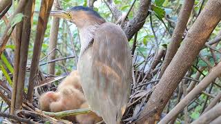 Amazing Green Bittern Bird Nest [upl. by Gellman865]