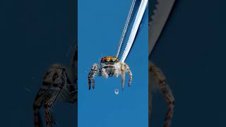 Jumping Spider vs Goliath Spider [upl. by Natassia]