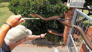 Catching a Huge Venomous Boomslang It was hiding under the Postbox [upl. by Maribelle]