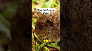 The Etruscan shrew animals shorts [upl. by Ewold]