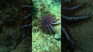 Most Venomous Starfish In The World [upl. by Alikam]