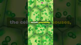 Episode 15 Eukaryotic Cells and Early Complex Life [upl. by Leavelle]