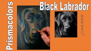 Black Lab Prismacolor Pencil Tutorial beginners [upl. by Sanferd]