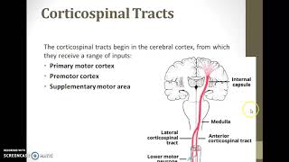 pyramidal tracts [upl. by Dnallor302]