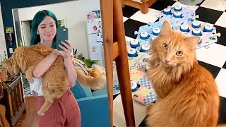 Talking Cat Warns Mom About Earthquake Before It Hits 😱 [upl. by Haldes]