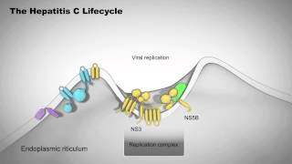 The Hepatitis C Lifecycle [upl. by Stilu]