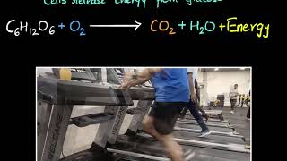 Aerobic amp anaerobic respiration  Life processes  Biology  Khan Academy [upl. by Strep629]