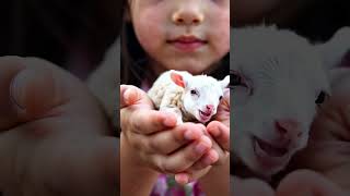 Cute sheep cat pets animals cats dog boxing childrensstory poorcat trending boxingcat [upl. by Euhc516]