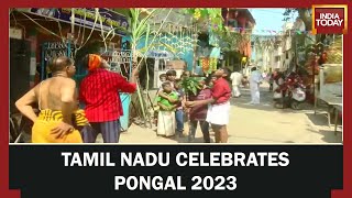 Pongal 2023 Festival Celebration Tamil Nadu Government Declares Holidays In Schools [upl. by Ertnom248]