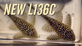 My New L136C Angelicus Pleco Breeding Group [upl. by Olenka]