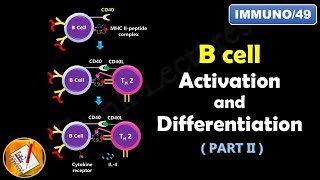 B cell Activation and Differentiation  PART 2  T Dependent Activation FLImmuno49 [upl. by Arther]