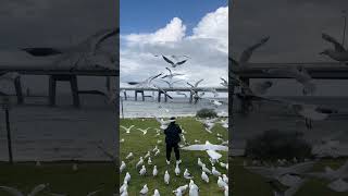 Man Feeding a Seagullshungry hungrybirdshungrybirdsnewvideo food Eating Challengeshorts [upl. by Lopes]