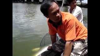 100 KG Giant Mekong Catfish Landed At Bungsamrun By BKKGUY Thailand Fishing [upl. by Aridatha42]