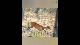 Secretive Barking Deer or Muntjac deer rare sight shortvideo shortsvideo shorts muntjac [upl. by Lavicrep]