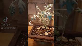 Wormwood bonsai plants upcycling bonsai pottedplants shorts sustainability herbal [upl. by Berkow534]