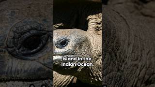 Aldabra Giant Tortoise aldabra indianocean tortoise [upl. by Aronos769]