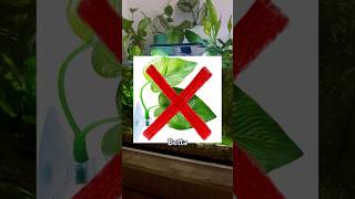 Top 5 BEST Plants For Betta Fish [upl. by Arytal148]