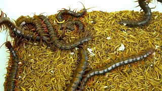 10 Centipedes VS 50000 Mealworms ASMR VIDEO [upl. by Colb495]