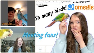 MEETING MY FANS ON OMEGLE AND GIVING THEM BIRD ADVICE [upl. by Nedry907]