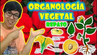 ORGANOLOGIA VEGETAL  REPASO [upl. by Darken]