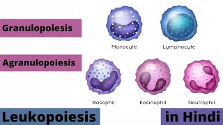 Leukopoiesis  Granulopoiesis  Monocytopoiesis  Lymphopoiesis  Physiology  in Hindi  Animation [upl. by Rehpotsirc]