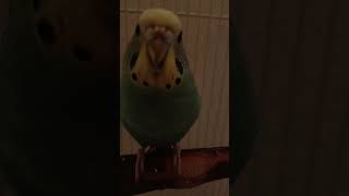 birds fypviralシ birdslover birds viralshort talkingparrotscareandroutine [upl. by Surtemed]