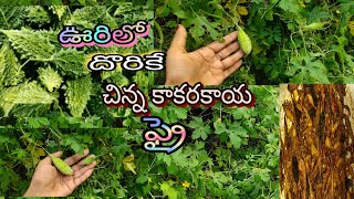 ఊరిలో దొరికే చిన్న కాకరకాయ ఫ్రై 😋village lo unde little bitter guard fryviral villageAdra vlogs [upl. by Lahcear93]