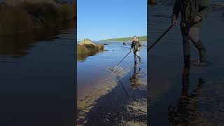 Whitebaiting season in new Zealand whitebait whitebaitingseason [upl. by Lidda]