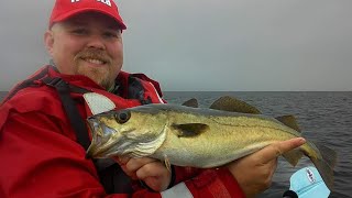 Pollock Fishing in Scotland [upl. by Obaza339]