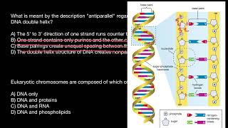 DNA structure and Chromosome composition [upl. by Sillad]