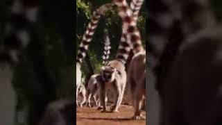 🆘Noches frías de Madagascar🐒 animales animals faunasalvaje animalesmaravillosos lemur fauna [upl. by Eiram400]